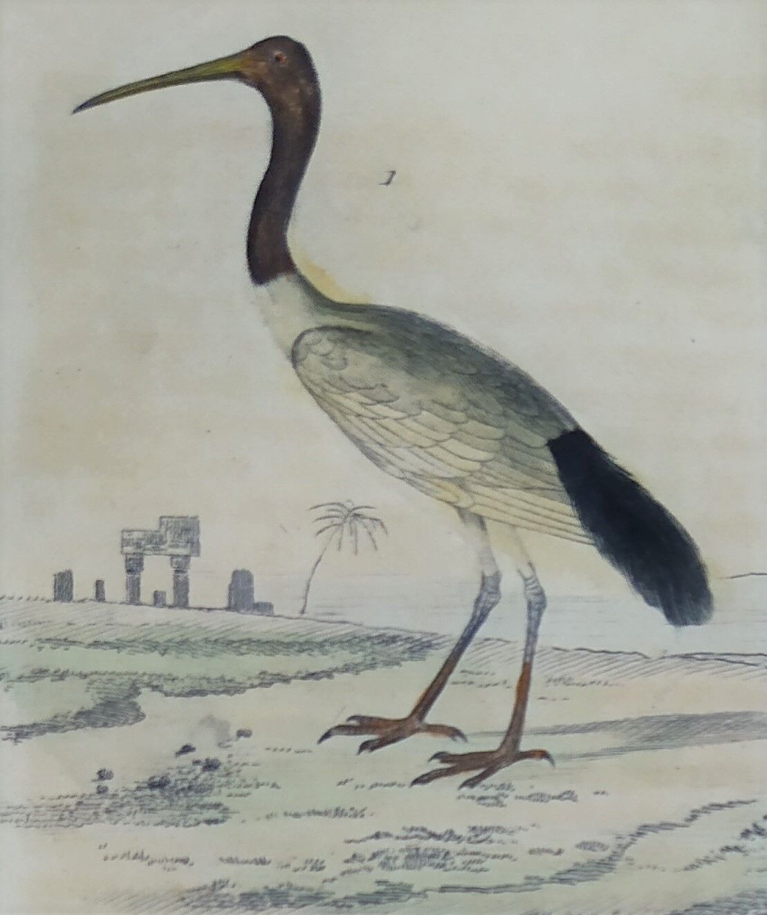 Original ornithological board " Ibis white & black - Curlele - &c... Buffon (1837)