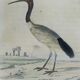 Original ornithological board " Ibis white & black - Curlele - &c... Buffon (1837)