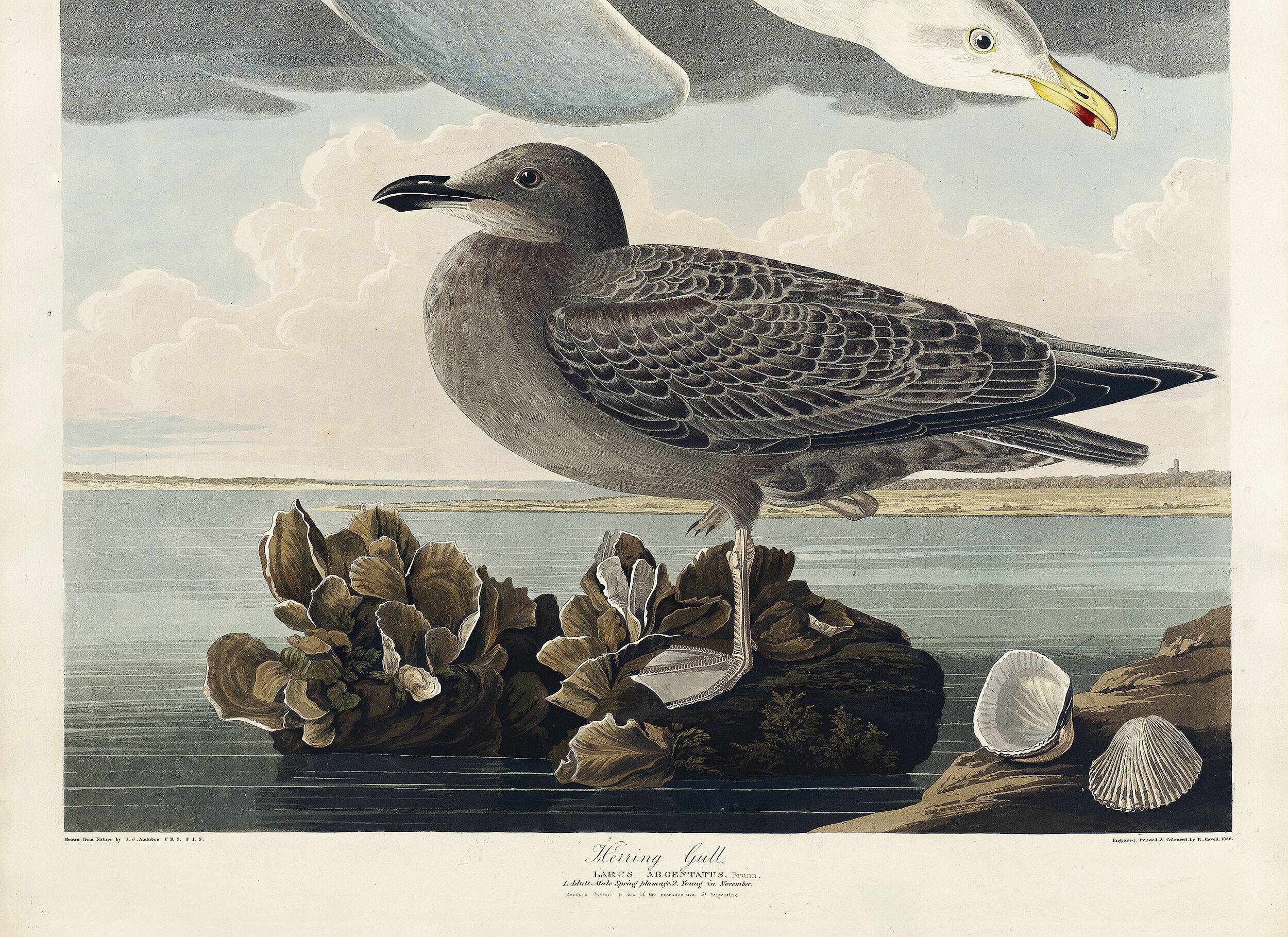 Poster about the Herring Gull, based on an old engraving from 1827.