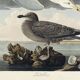 Poster about the Herring Gull, based on an old engraving from 1827.