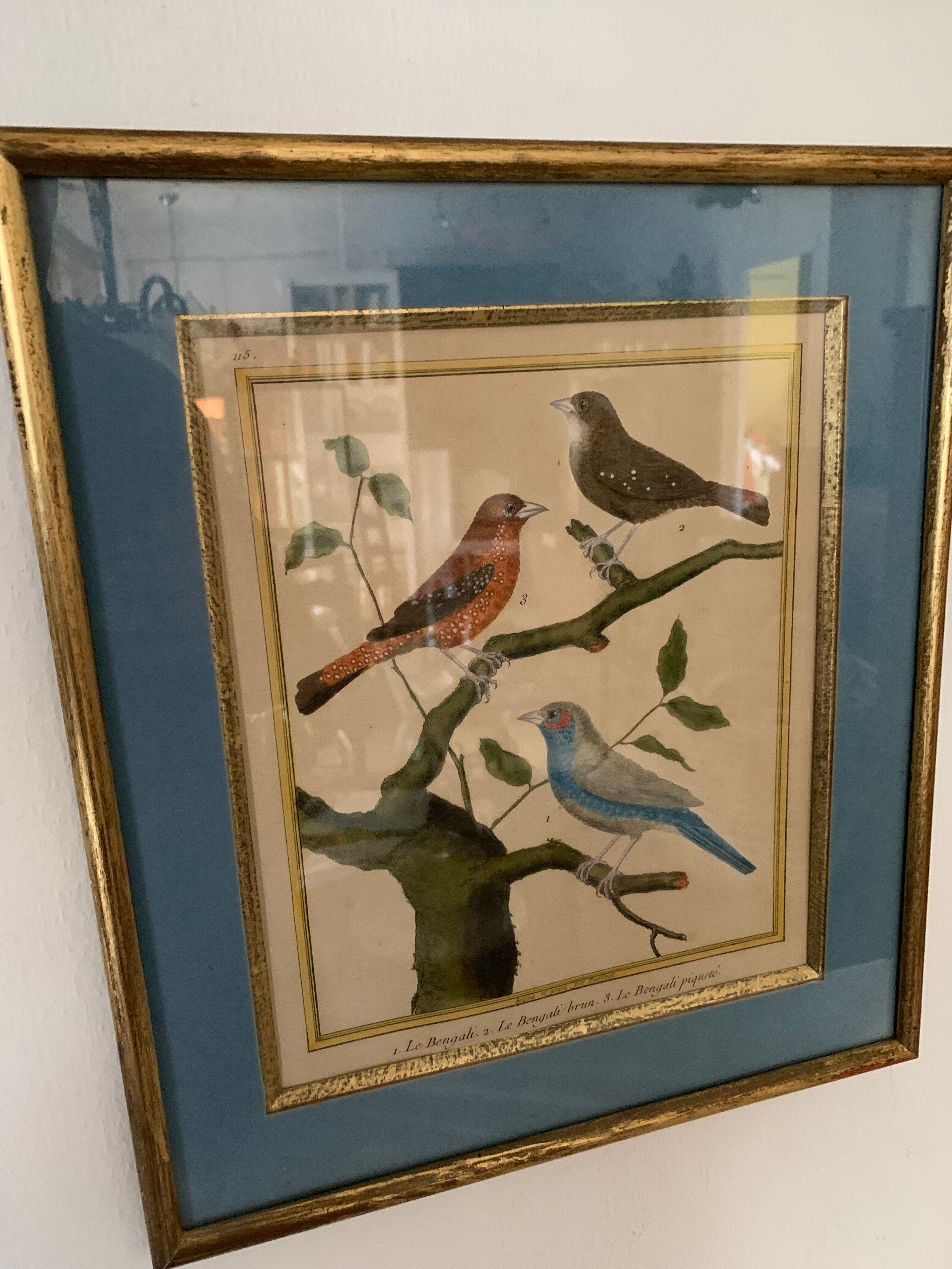 Set of 7 bird engravings