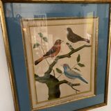 Set of 7 bird engravings