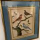 Lot de 7 gravures oiseaux