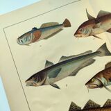 1898 Engraving - Fish - Ling and Haddock - Vintage Lithograph Plate