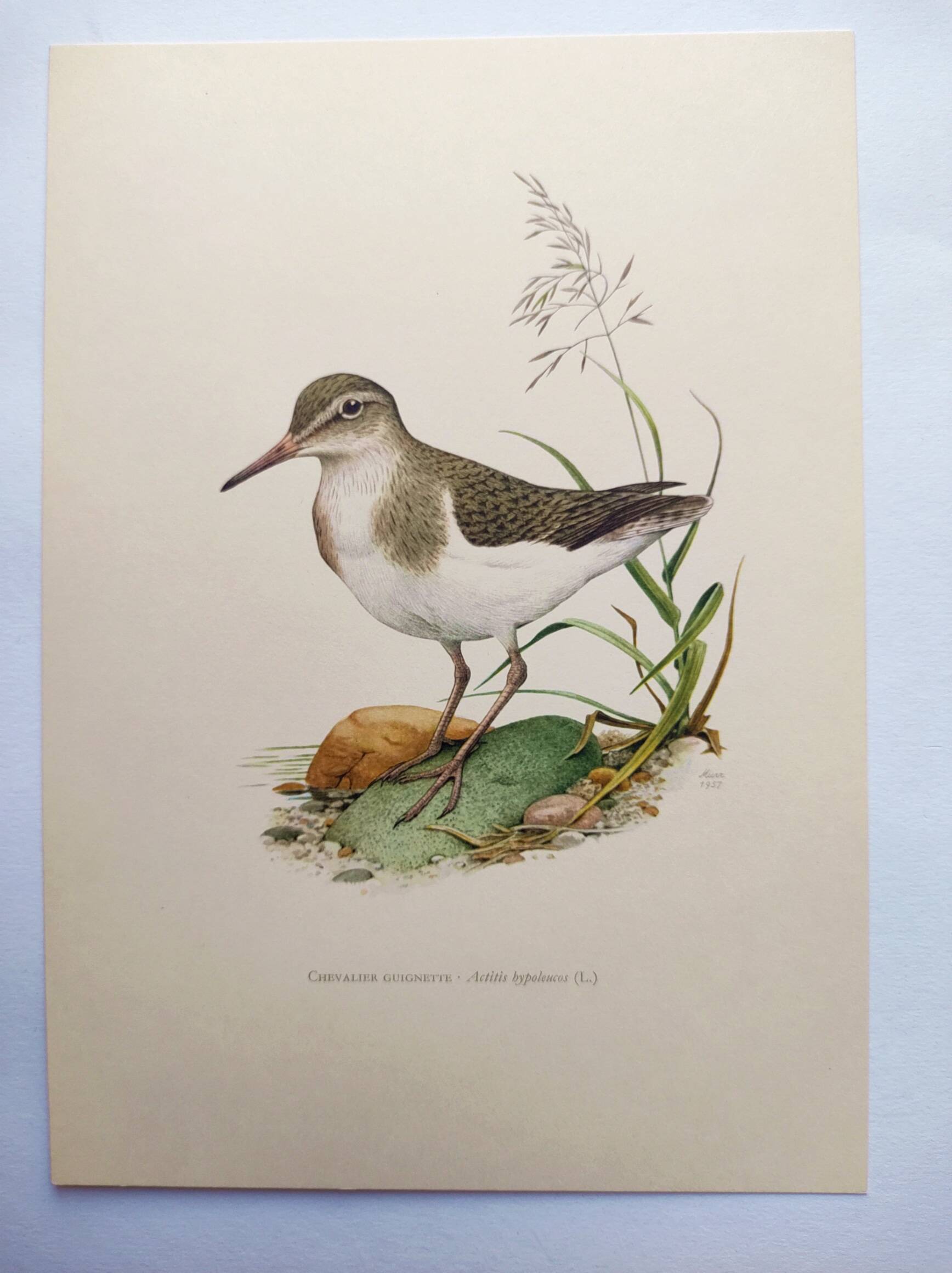 Antique bird illustration from the 1960s - Common Sandpiper - Plate