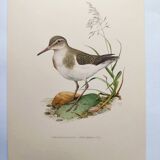 Antique bird illustration from the 1960s - Common Sandpiper - Plate