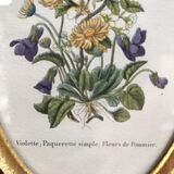Paire de gravures botanique