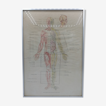 Affiche anatomique