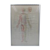 Anatomical poster