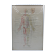 Anatomical poster