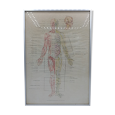 Anatomical poster