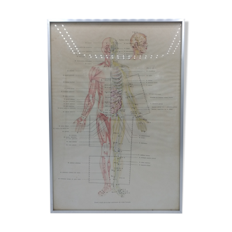 Anatomical poster