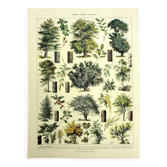 Botanical engraving 1928 A. Millot - Forest 1, forestry, foliage, trees