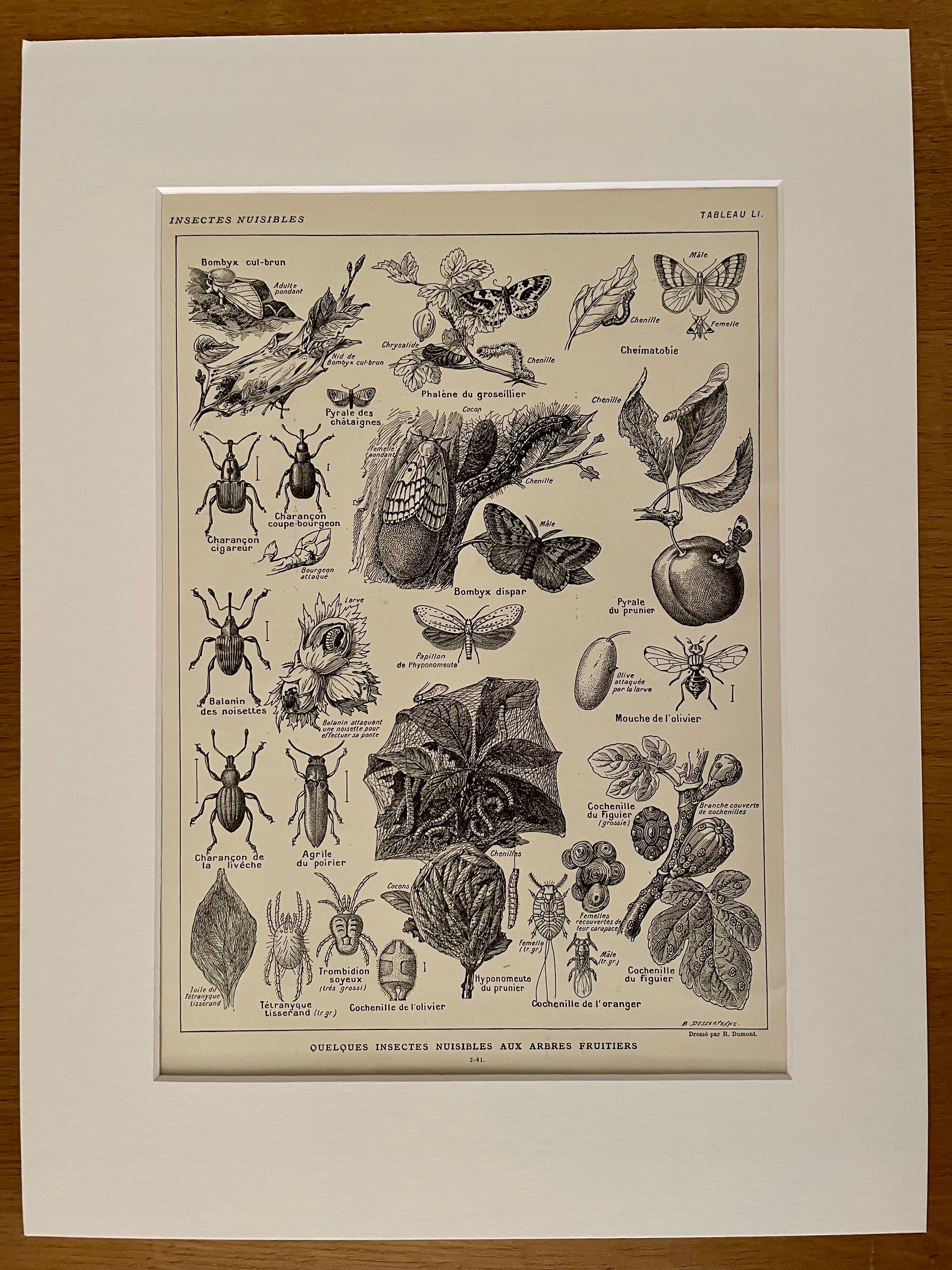 Lithograph on insect pests from 1921
