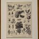 Lithograph on insect pests from 1921