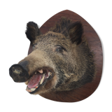 Wild boar trophy