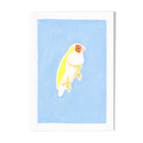 Bird "Gould's Diamond" - Original Drawing