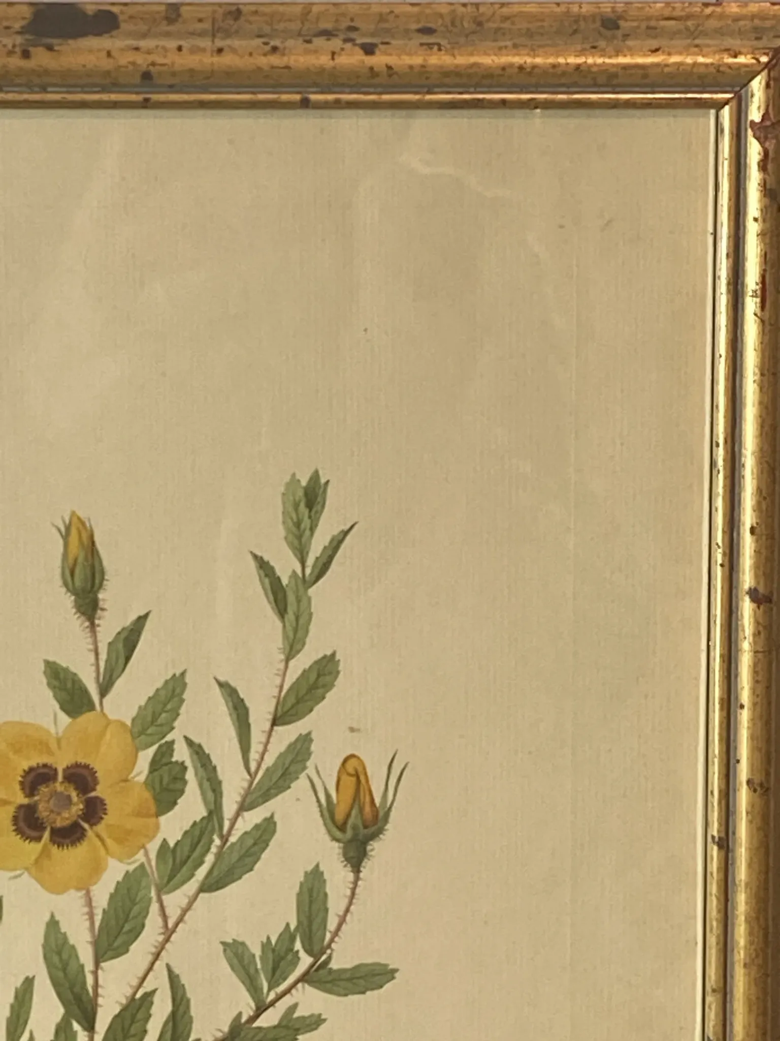 Botanical print, Rose, J-P Redouté
