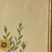 Botanical print, Rose, J-P Redouté