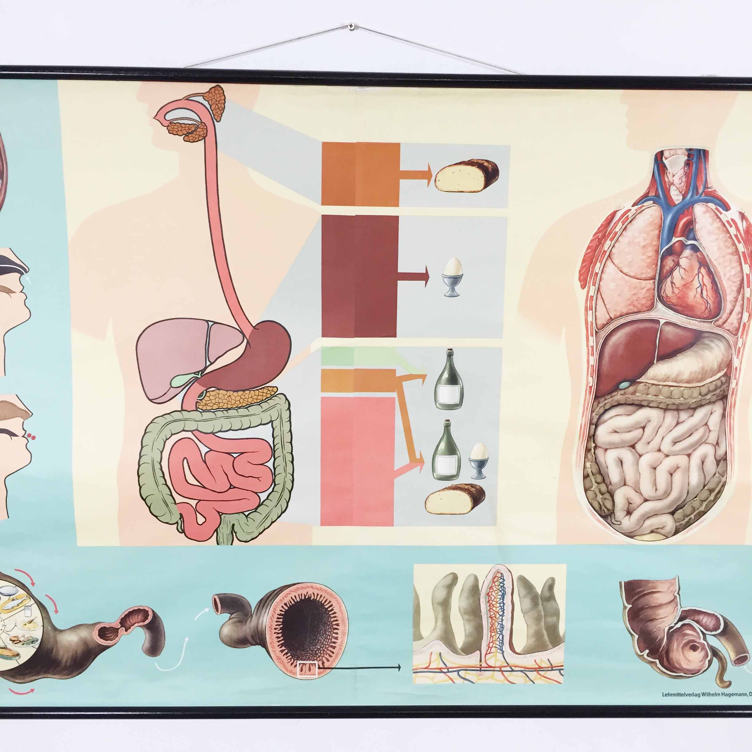 Educational pull-down Jung Koch school map human anatomy chart