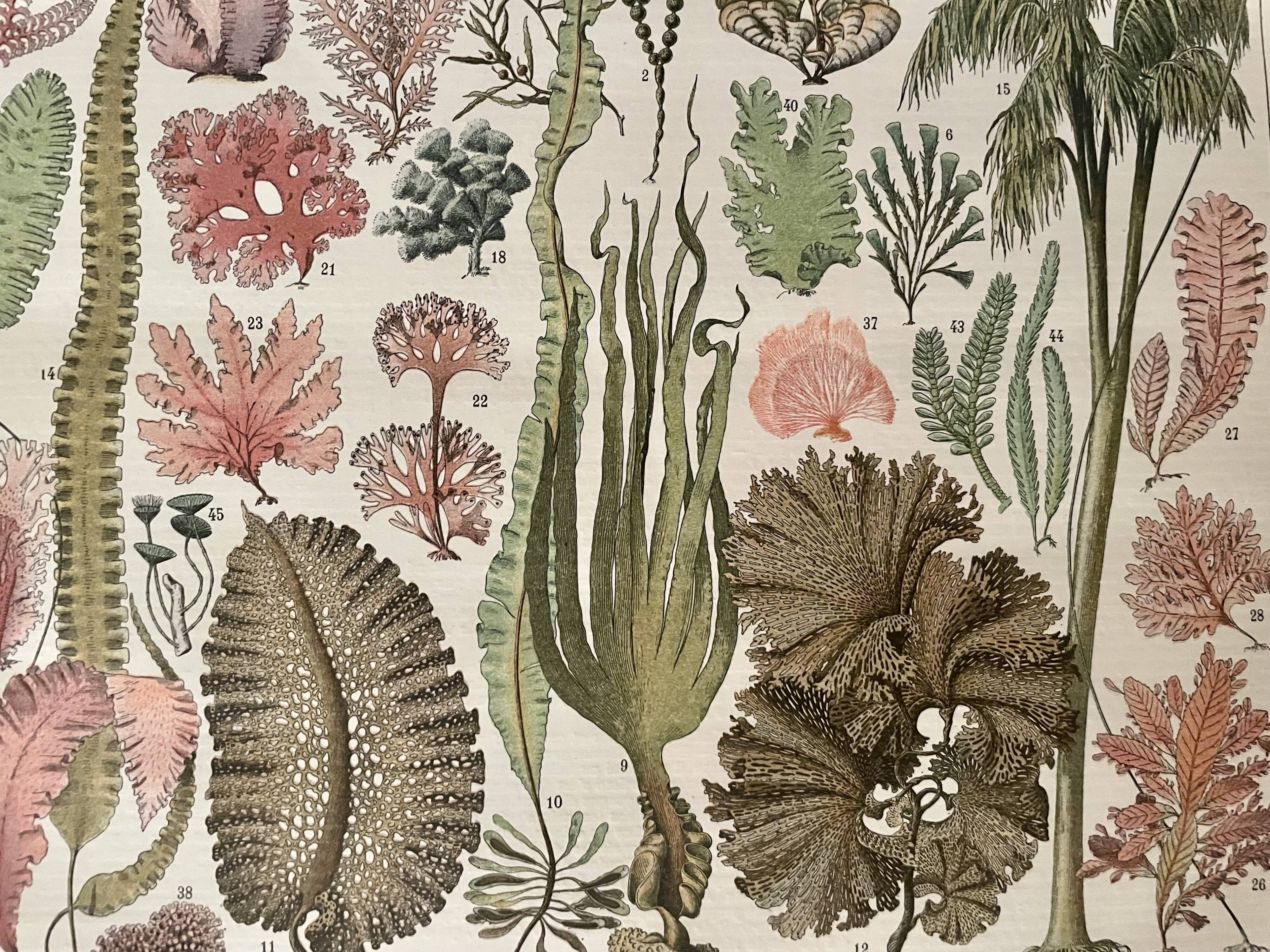 Lithograph on algae from 1897