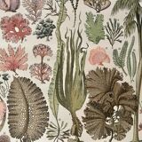 Lithograph on algae from 1897