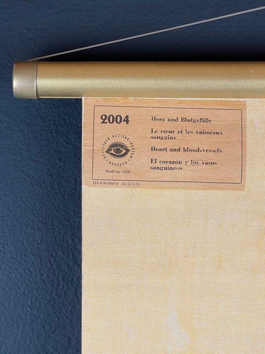 Vintage educational poster of the circulatory system from the Deutsches Hygiene Museum Dresden GDR (East Germany), 1976.