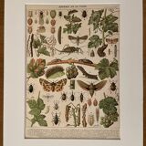 Lithograph on insect enemies of the vine (Viticulture Vinification Oenology) - 1910