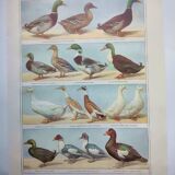 Old engraving from 1920 - Ducks - Original plate - by A. Millot