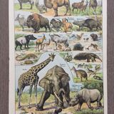 Lot de trois gravures aquarellées