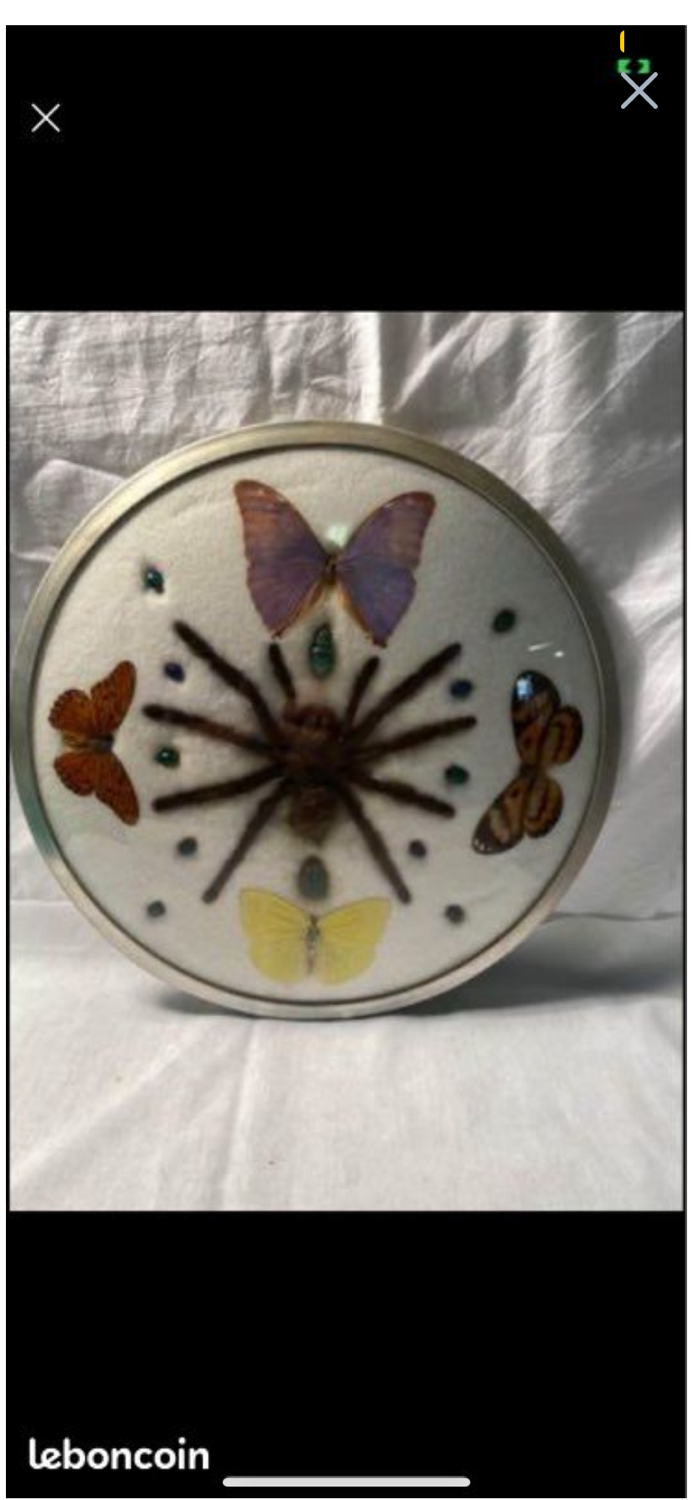 Cute frame and vintage butterflies