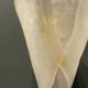 Large Murano Glass Sconces Set of 2
