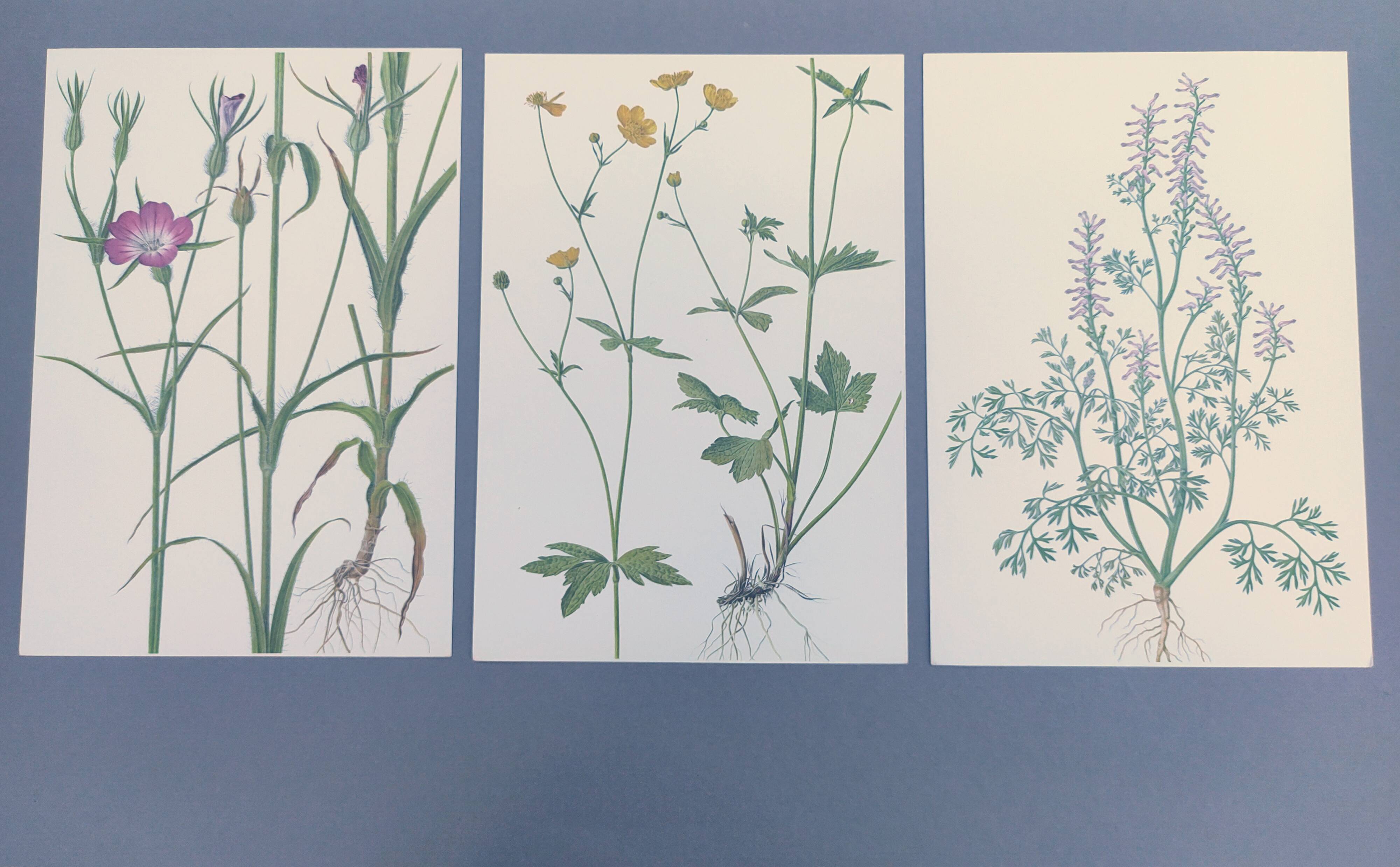 Lot of 3 vintage botanical plates from 1978 - including Githagorés - Illustration of wild flowers