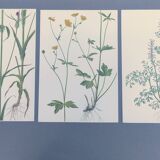 Lot of 3 vintage botanical plates from 1978 - including Githagorés - Illustration of wild flowers