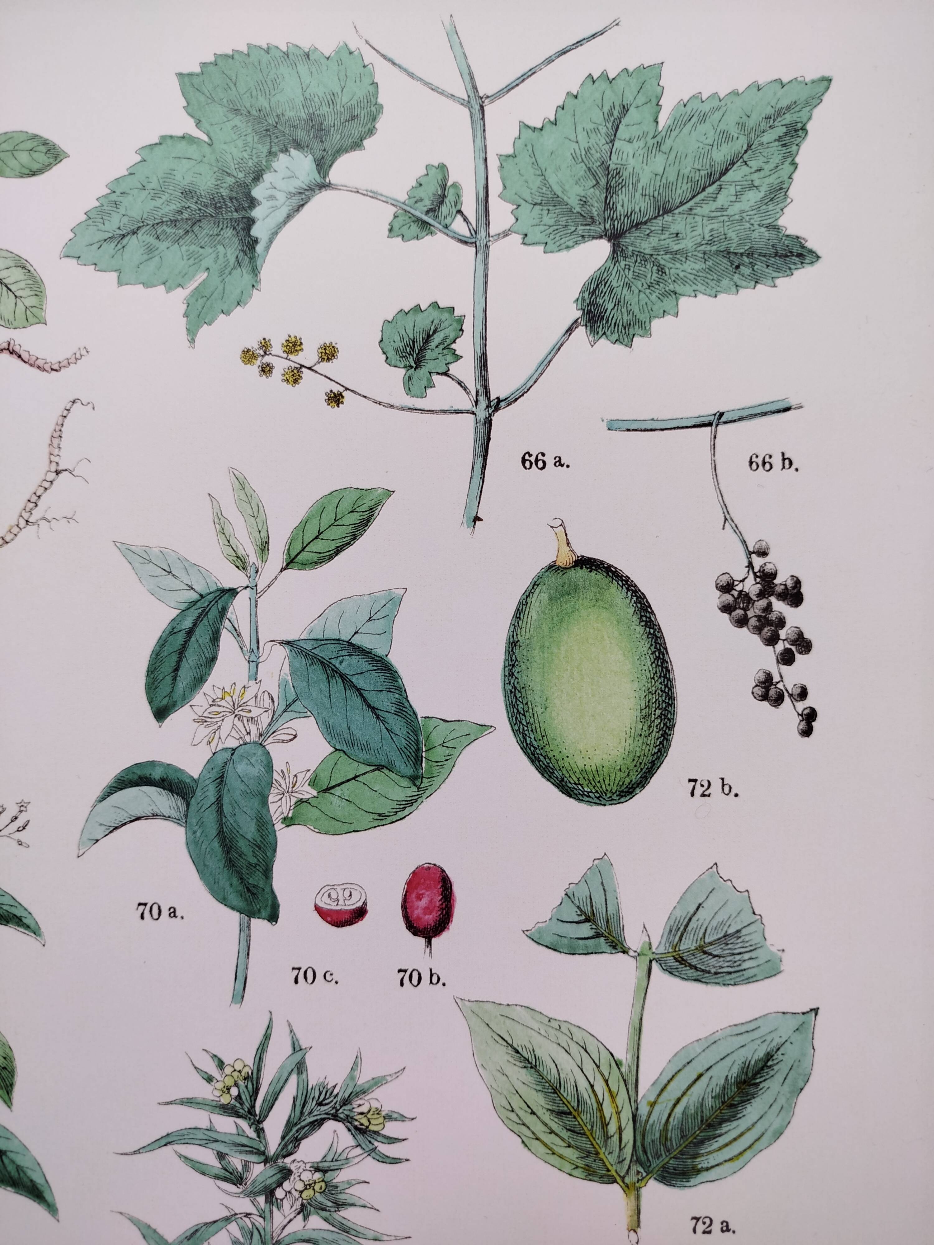 Affiche sur les plantes d'après une gravure de 1881 "vigne et café"