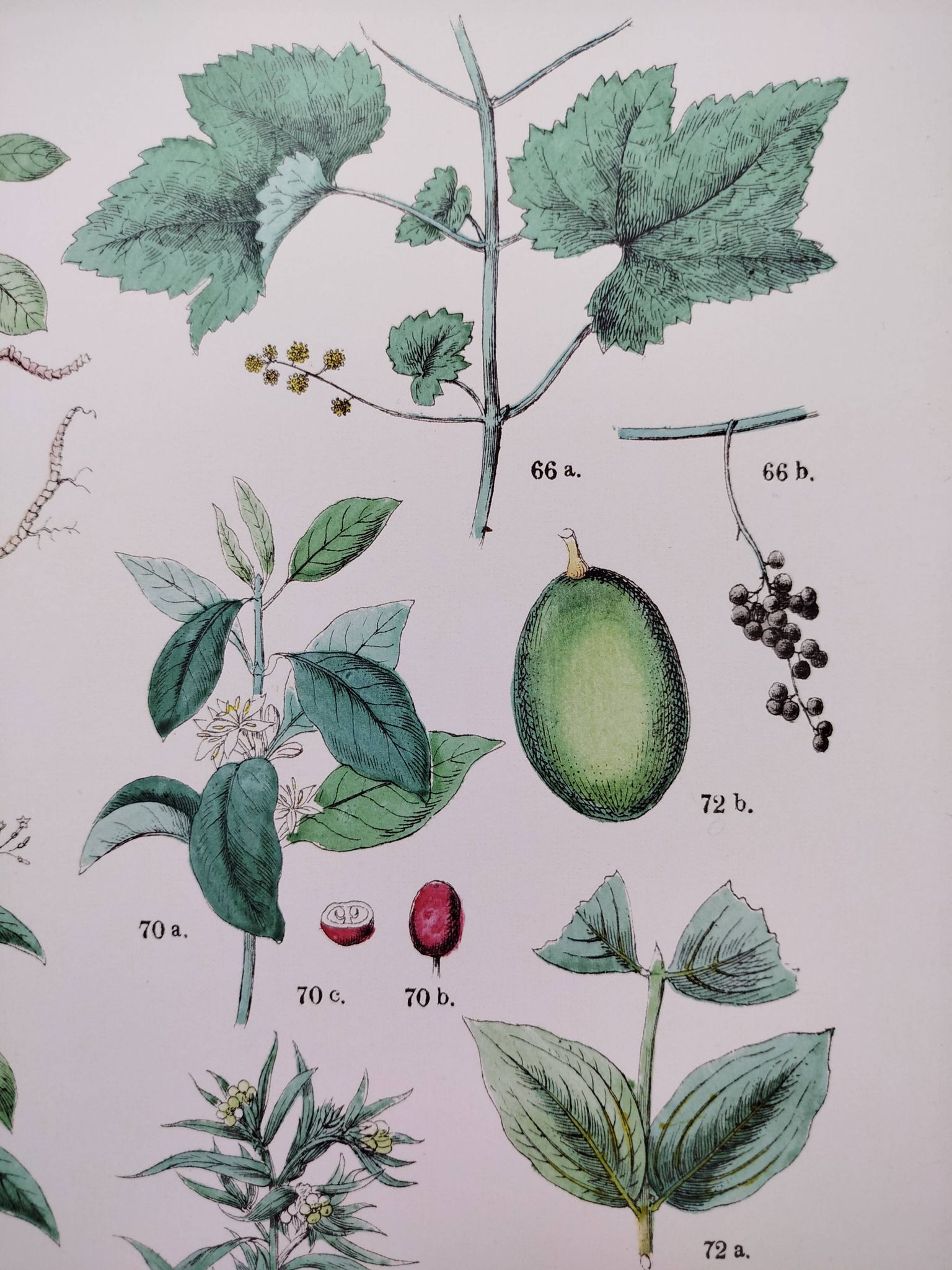 Plant poster based on an 1881 engraving "vine and coffee"
