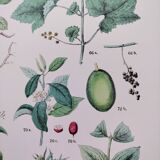 Affiche sur les plantes d'après une gravure de 1881 "vigne et café"