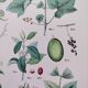 Plant poster based on an 1881 engraving "vine and coffee"