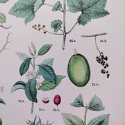 Plant poster based on an 1881 engraving "vine and coffee"