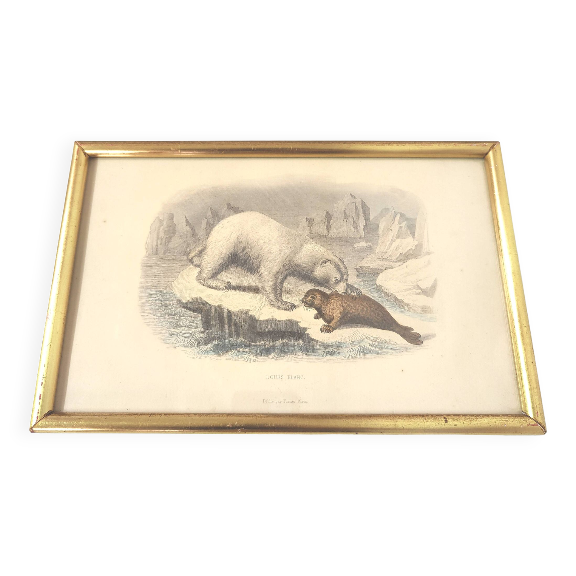 Planche zoologique gravure Buffon ours blanc et phoque cadre bois doré