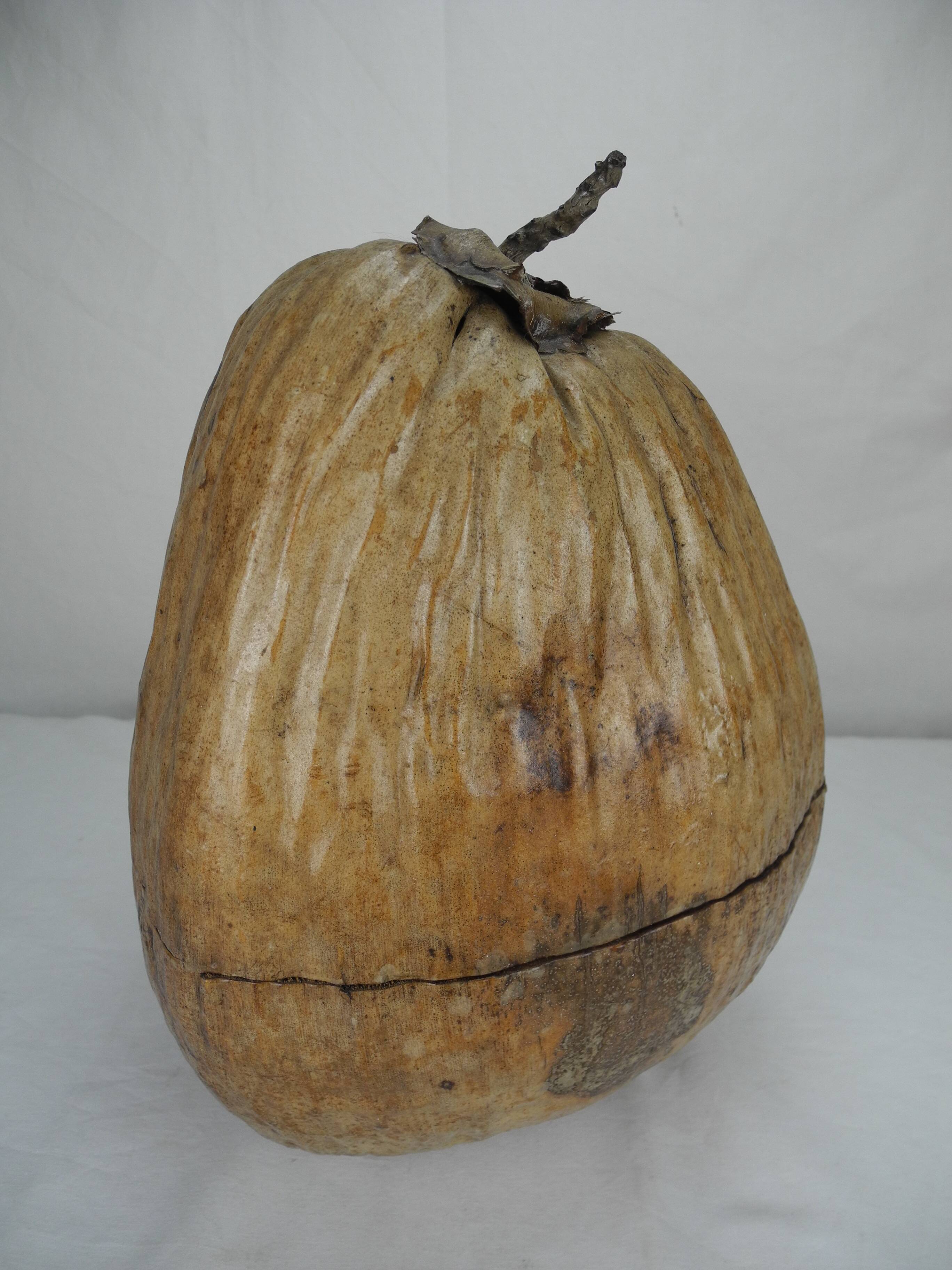 Old ice bucket coconut deco vintage