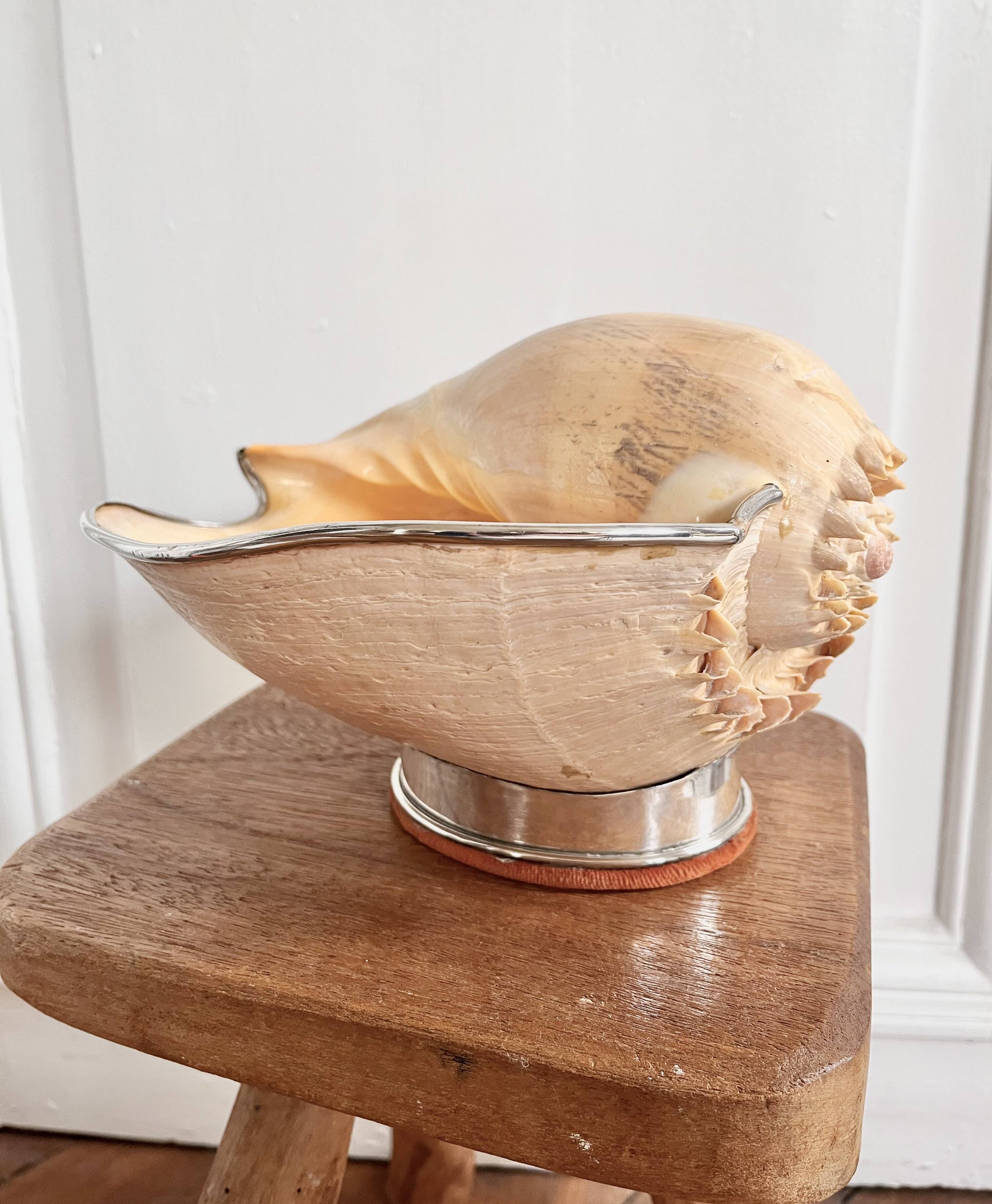 Cabinet of curiosities giant shell circled cup and base 60s