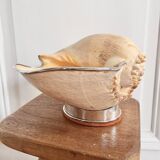 Cabinet of curiosities giant shell circled cup and base 60s