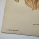 Old flower engraving 1899 - Stanhopea - Vintage botanical print