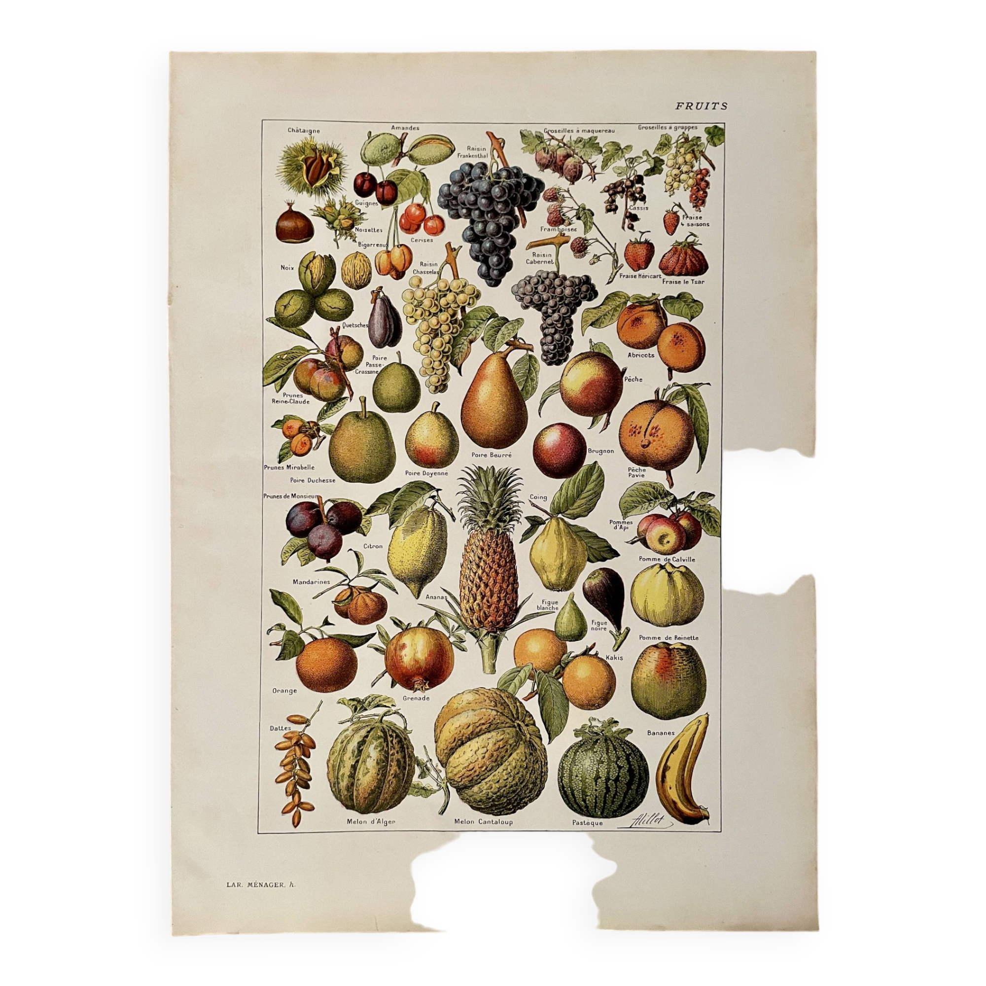 Lithograph on common fruits - 1920