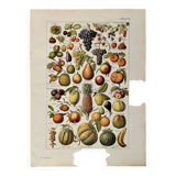Lithograph on common fruits - 1920