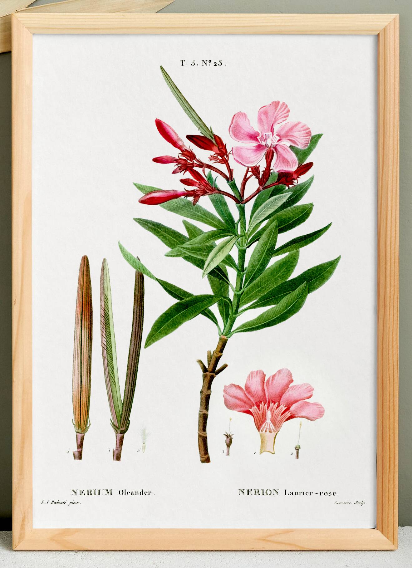 Botanical poster on the Oleander, after an old engraving from 1802