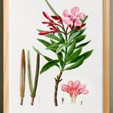 Botanical poster on the Oleander, after an old engraving from 1802