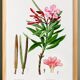 Botanical poster on the Oleander, after an old engraving from 1802
