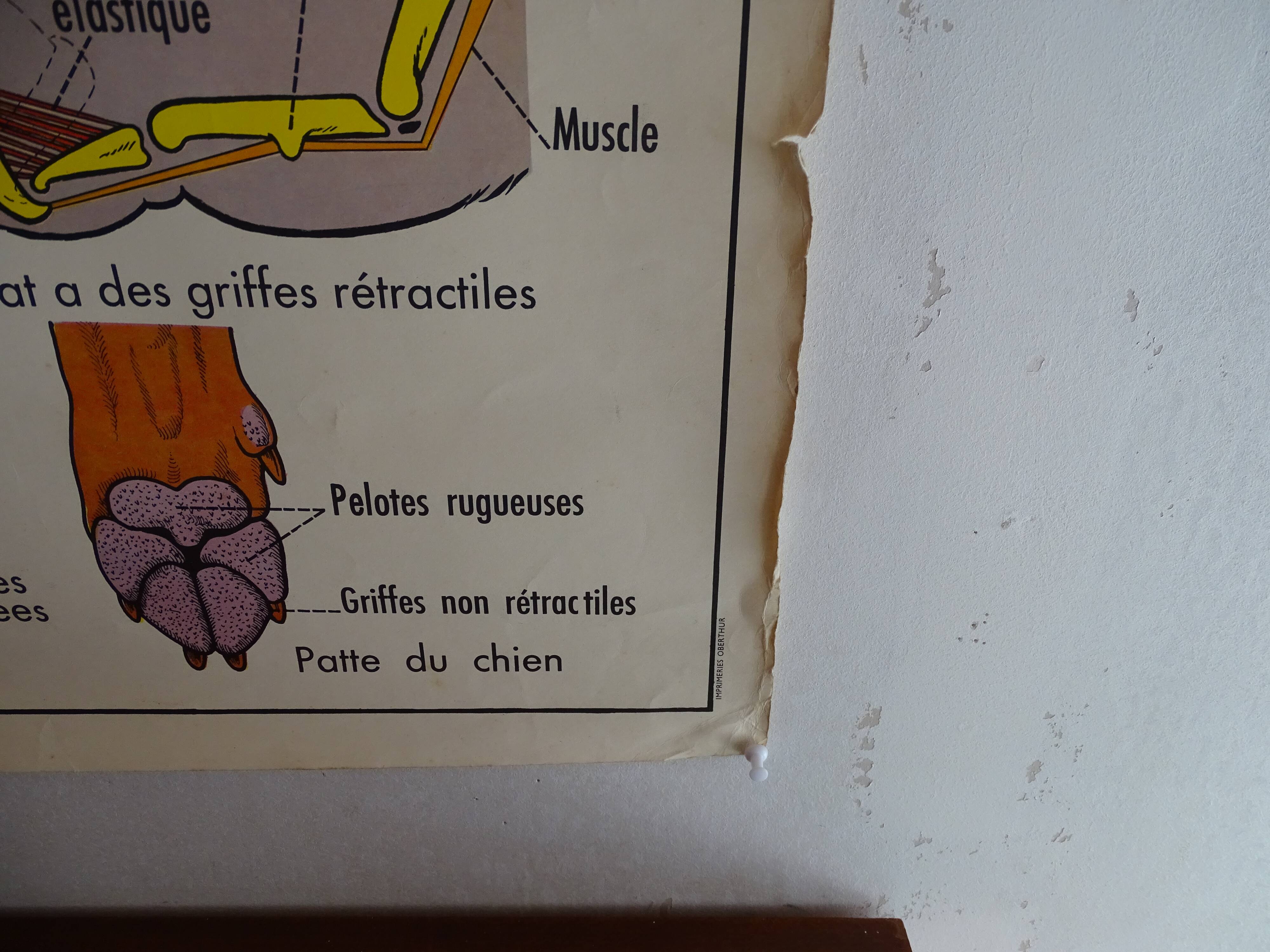 School poster on both sides anatomy the cat and pig . Edition MDI.1964